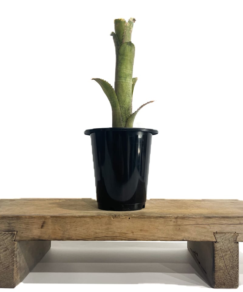 ビルベルギア コラン ピンク グリーン「Billbergia Kolan Pink Green