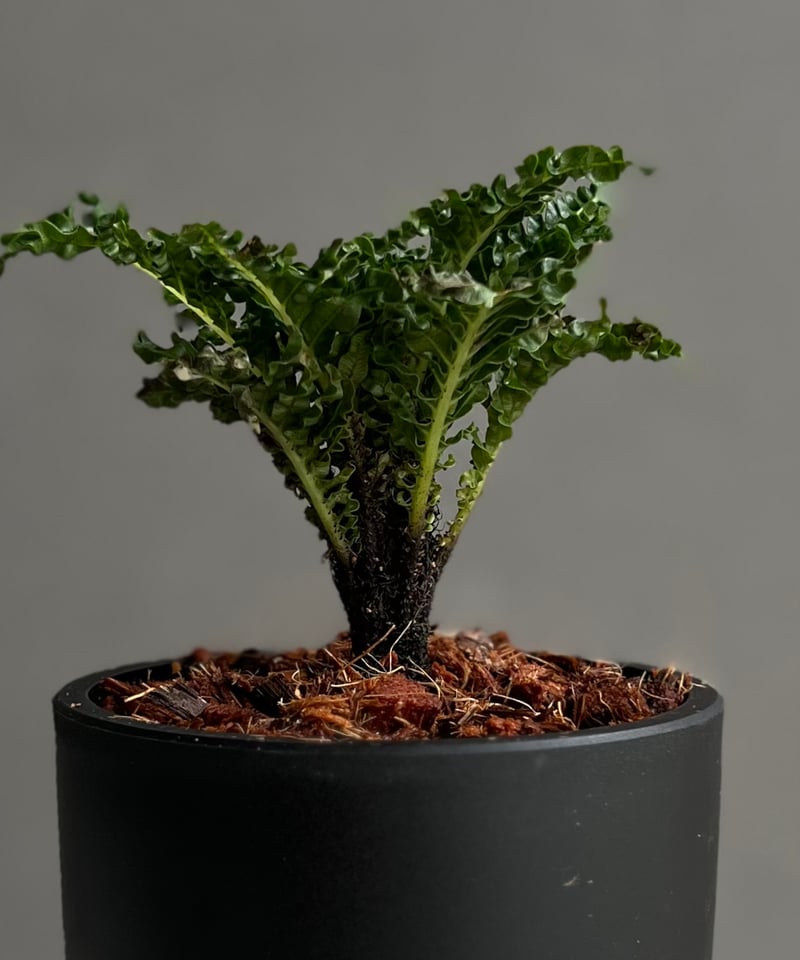 ブレクナム　ギバム　ドワーフ ブレクナム・ギッバム・ドワーフ - Eye's factory