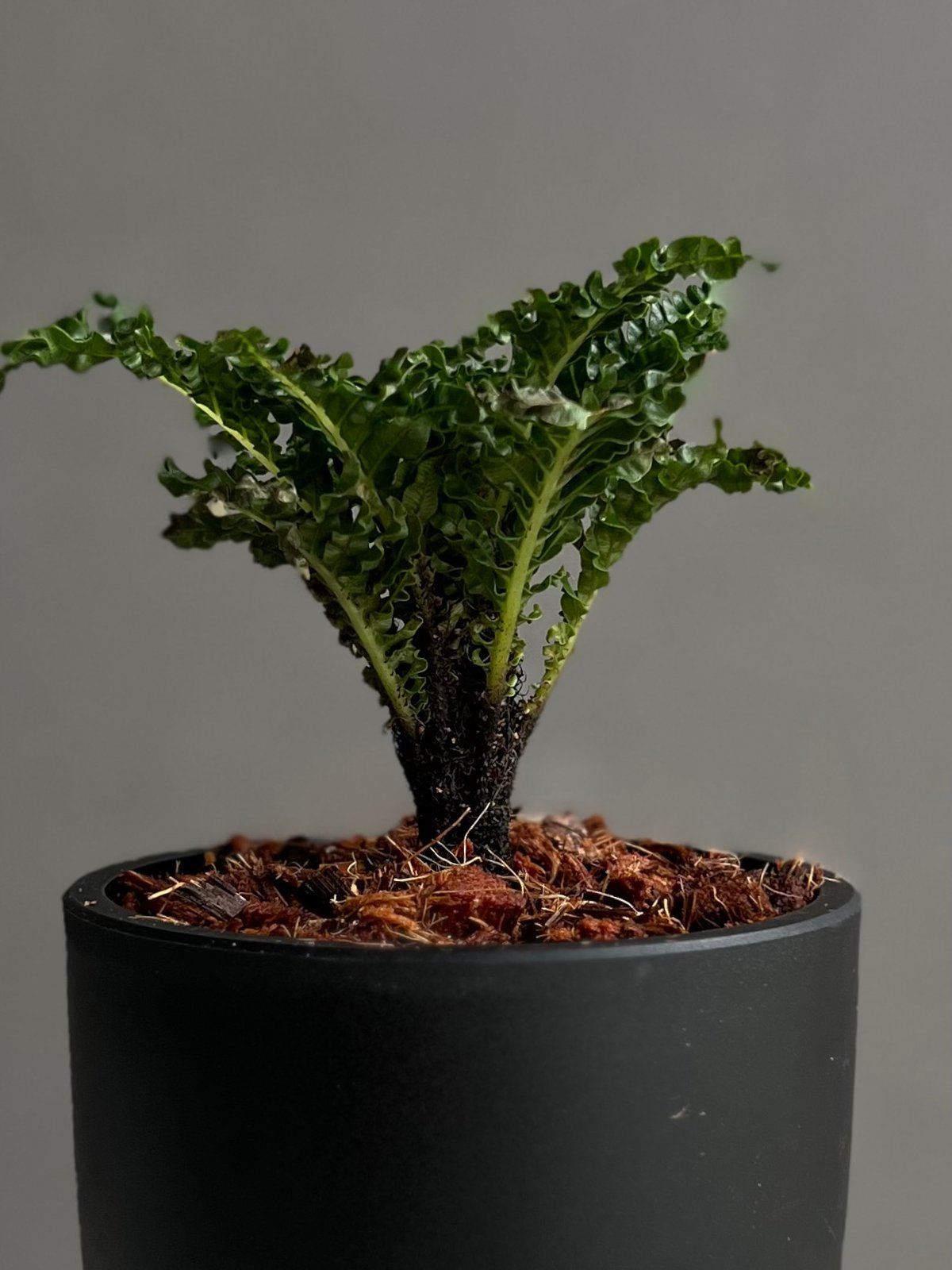 ブレクナム ギッバム ドワーフ 「Blechnum gibbum Dwarf 」99B | S