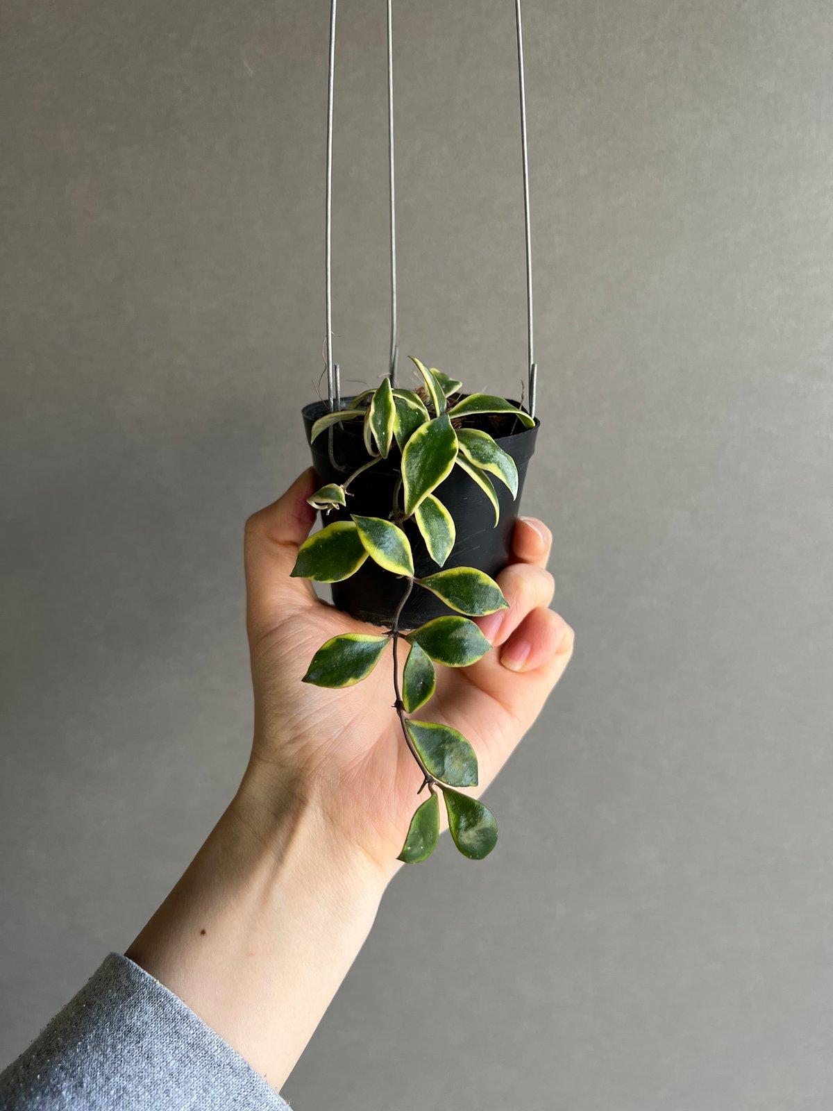 専用＊ Hoya マダラグリーンエッジ/スラウェシアナ アルボ 2026年最新