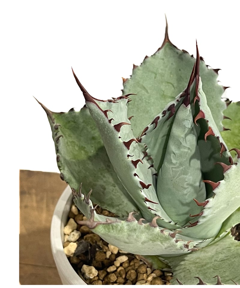 アガベ　パルメリー アガベ・パルメリー 5号ロングポット | | アガベ