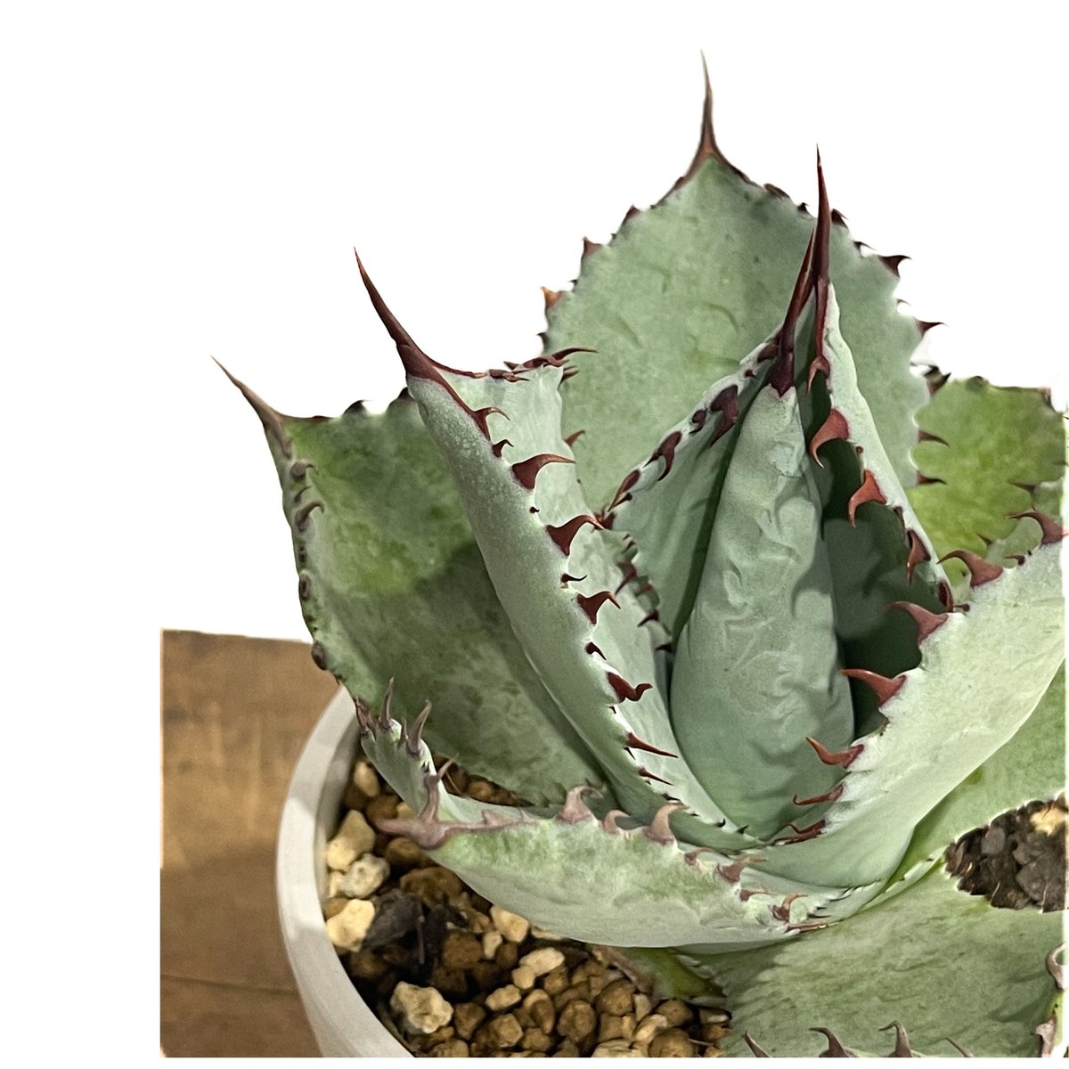 アガベ ポタトラム×パルメリー「Agave potatorum x palmeri」4/13-