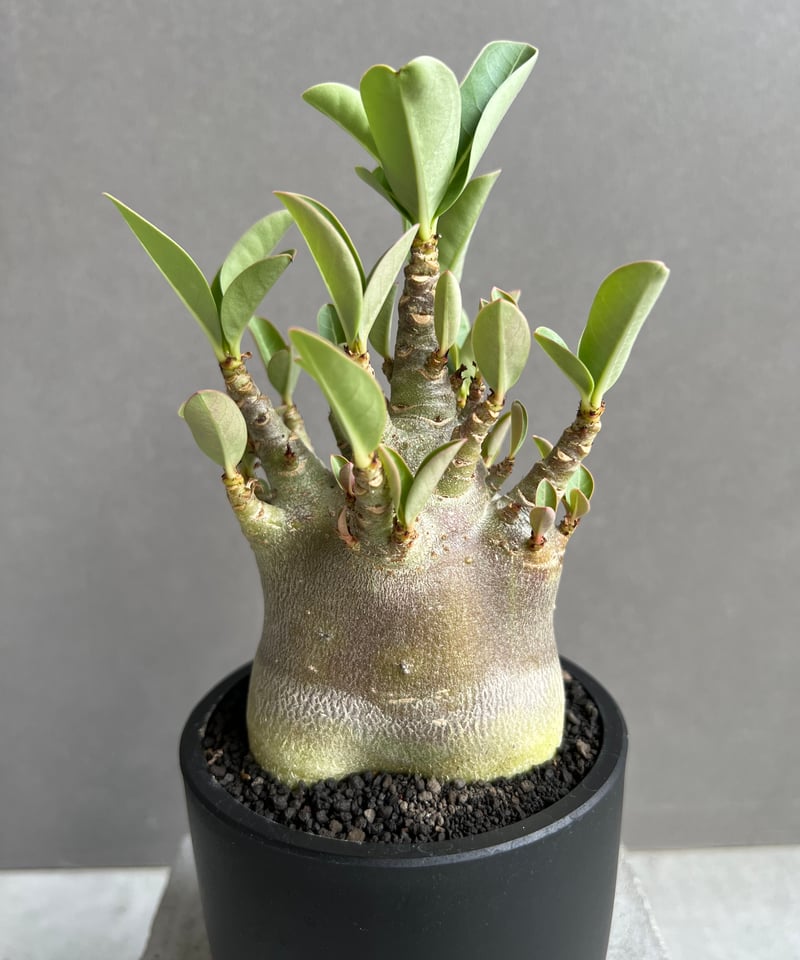 アデニウム アラビカム スーパー ドワーフ “ブラック” 「Adenium