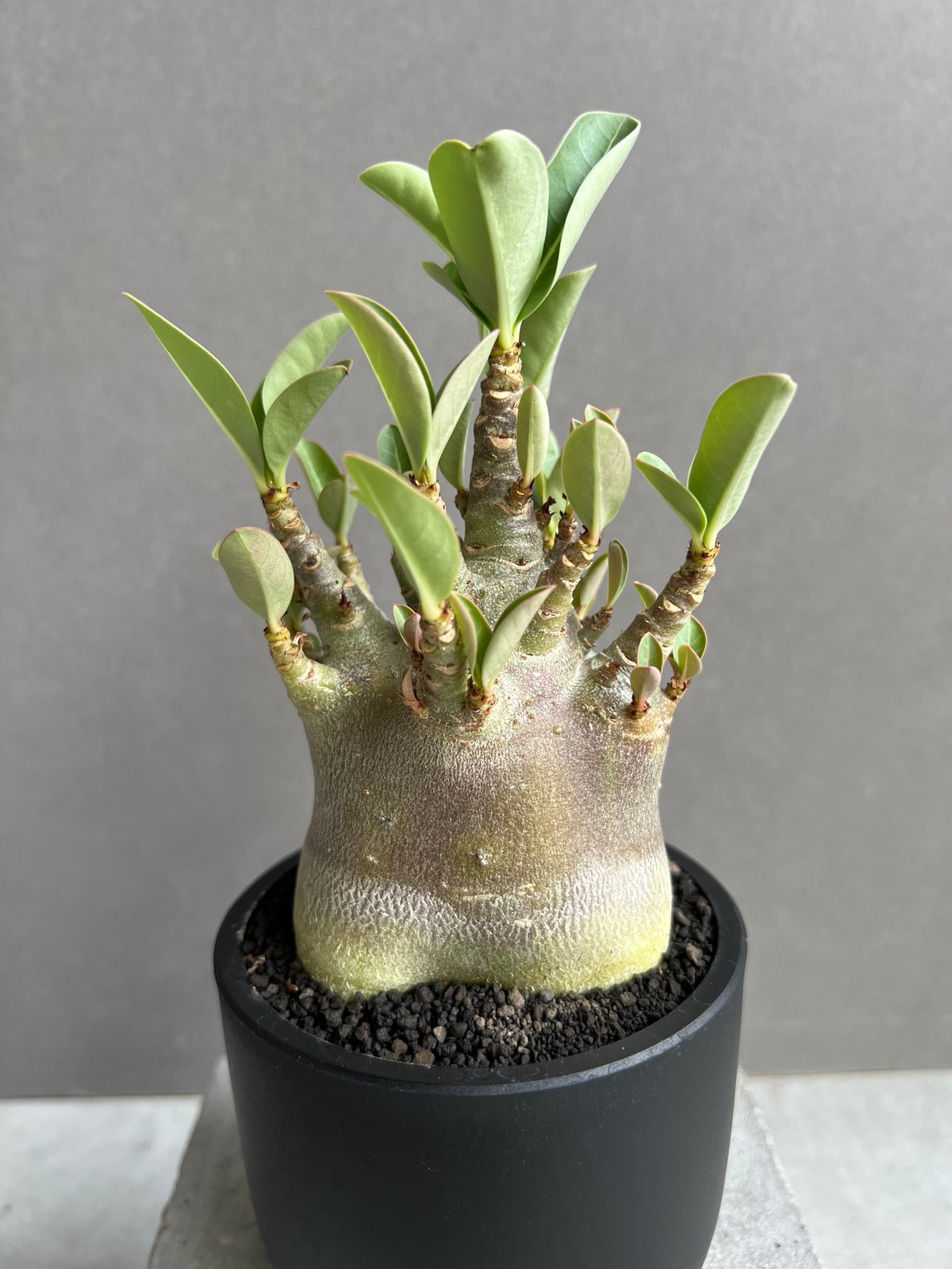 アデニウム アラビカム スーパー ドワーフ “ブラック” 「Adenium
