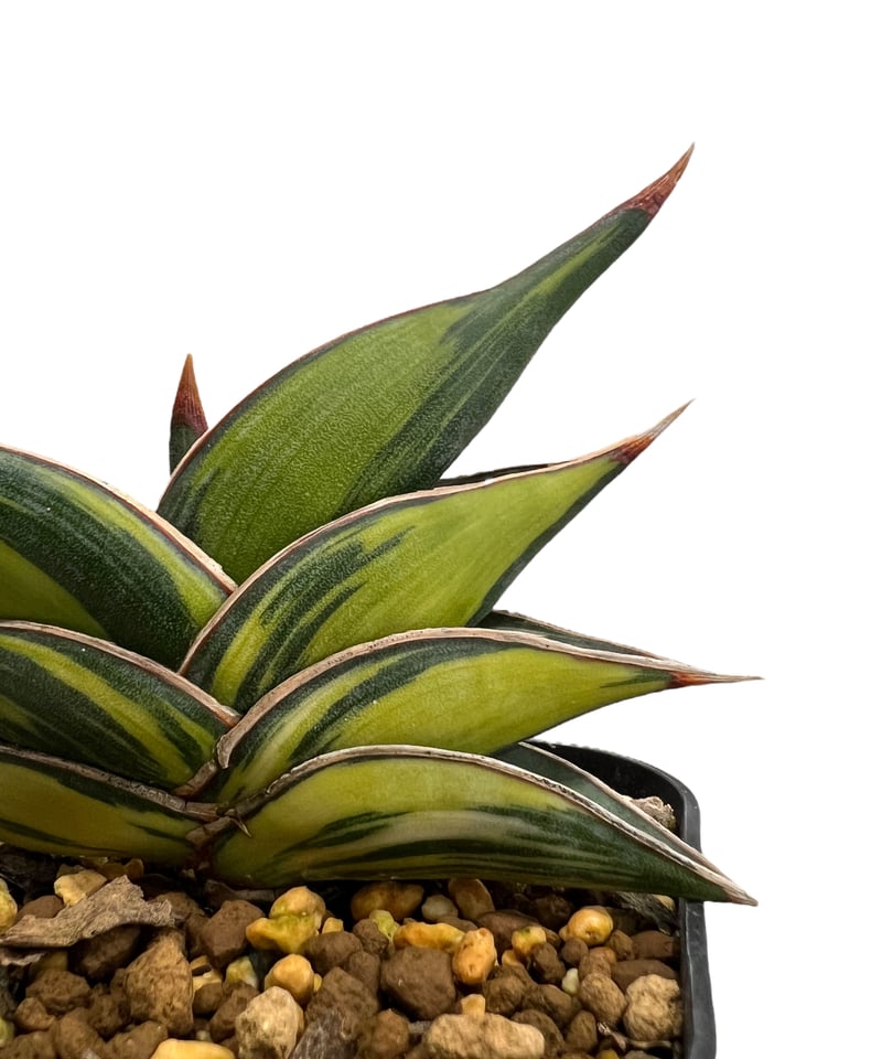 サンセベリア ロリダ 斑入 「Sansevieria rorida variegated」90