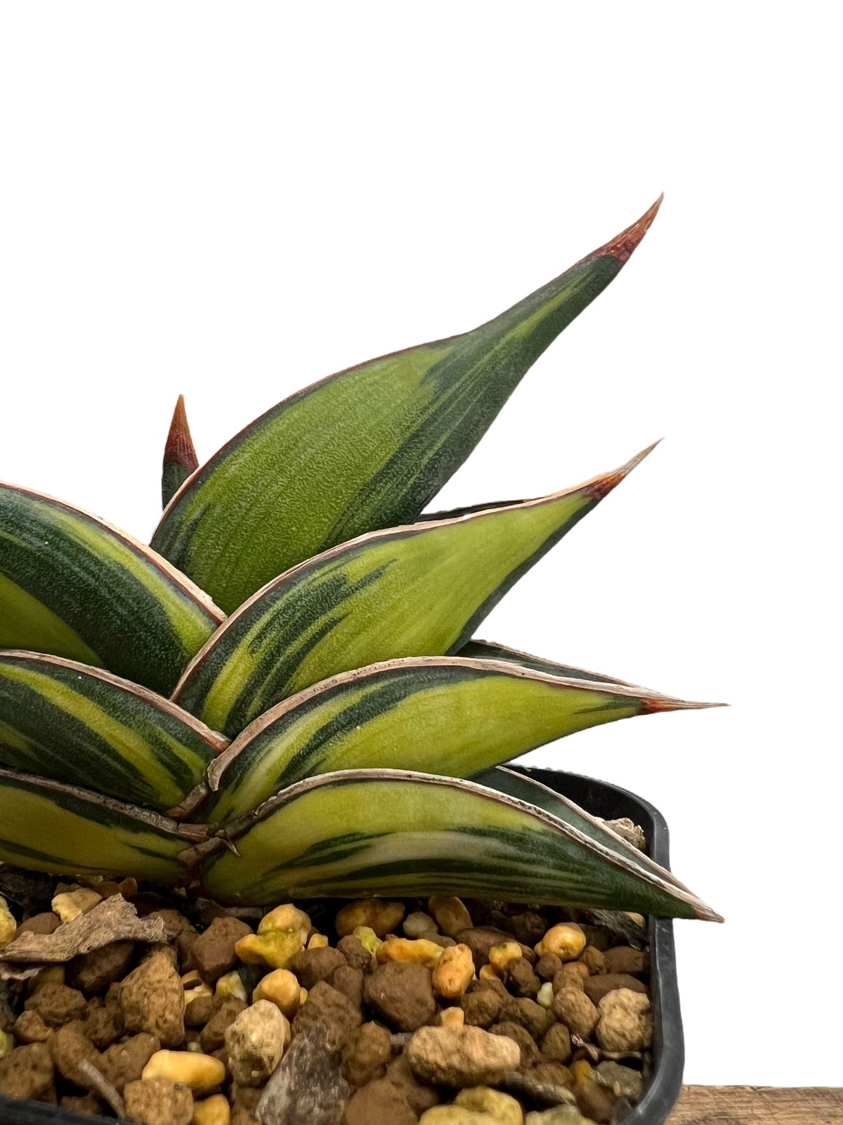 サンスベリア ロリダ 斑入 S. Rorida Variegated 2 サンスベリア ロリダ 斑入 S. Rorida Variegated 2 サンセベリア