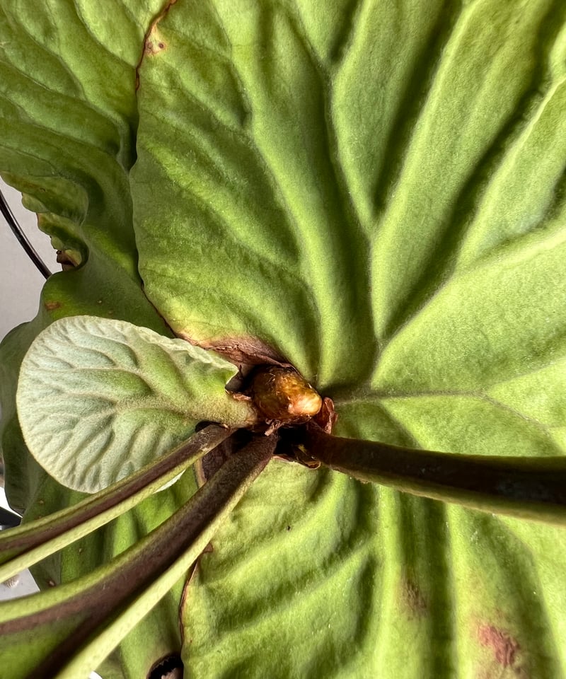 ビカクシダ リドレイ ティン フロンド(細葉) ナイスフォーム