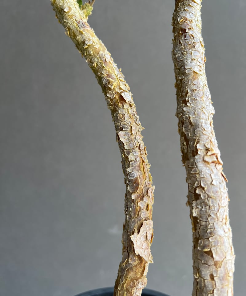 ドルステニア ジプソフィラ x ラブラニー 「Dorstenia gypsophila x l