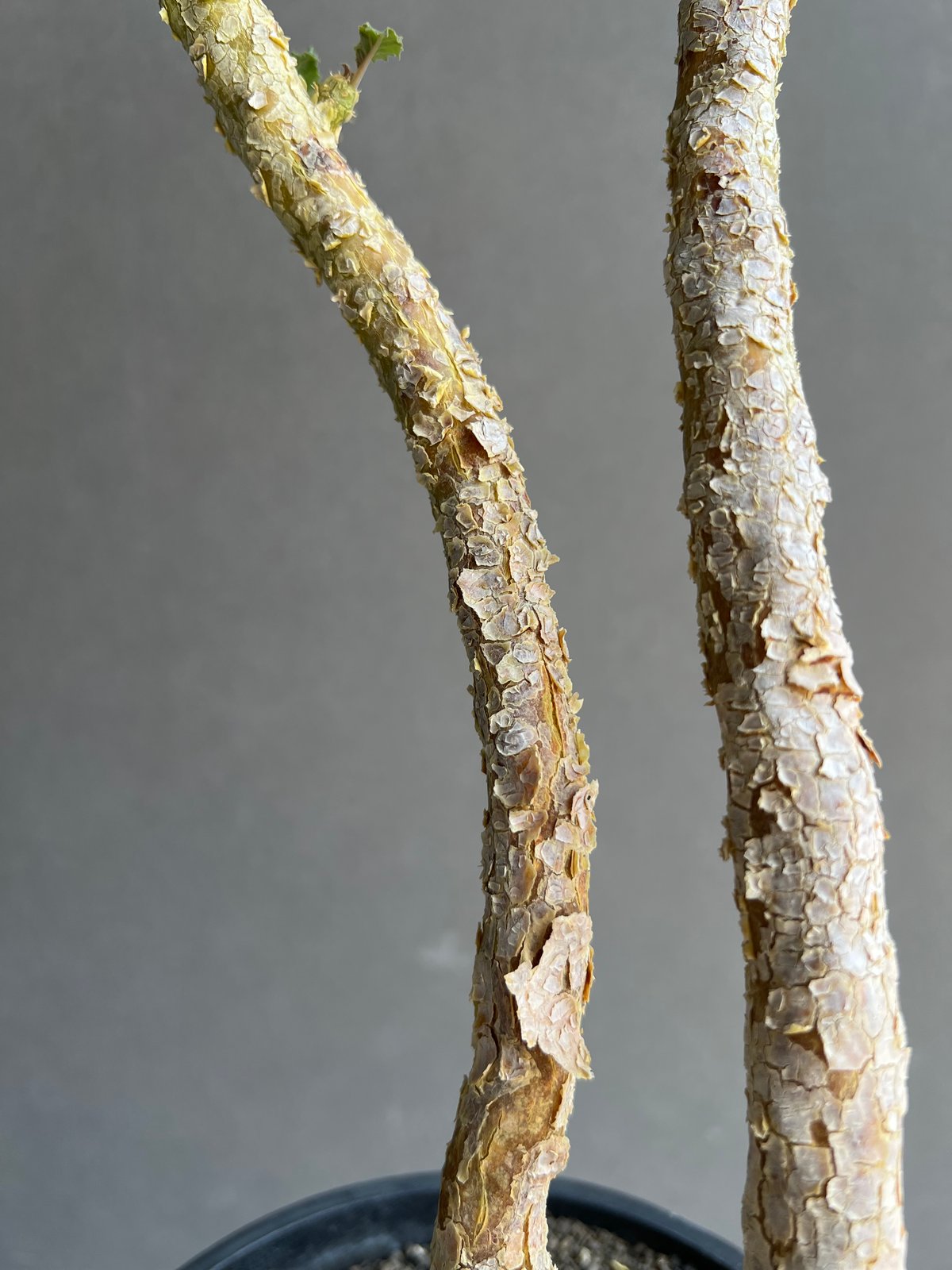 ドルステニア ジプソフィラ x ラブラニー 「Dorstenia gypsophila x l