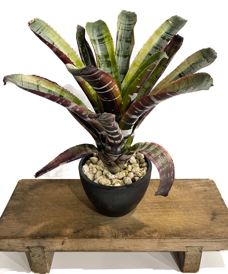 エクメア オットー「Aechmea Otto」4/12-291 | SHOUCHIKUEN エクメア オットー「Aechmea Otto」4/12-291 | SHOUCHIKUEN