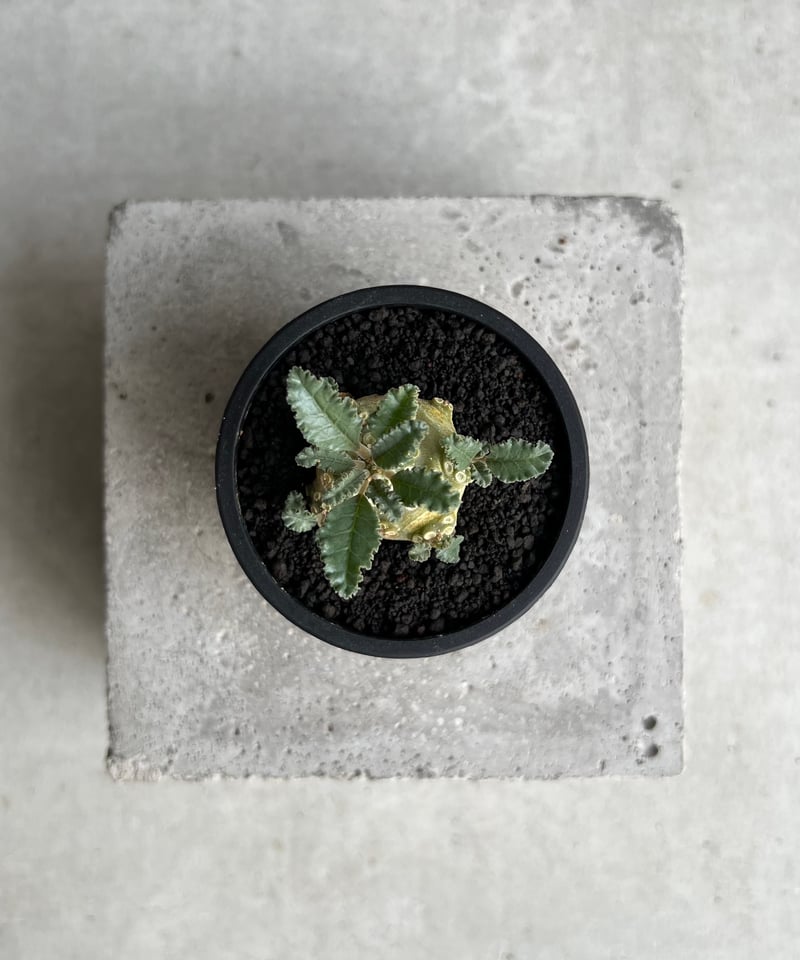 ドルステニア ラブラニー 実生苗 「Dorstenia lavrani seedling」15