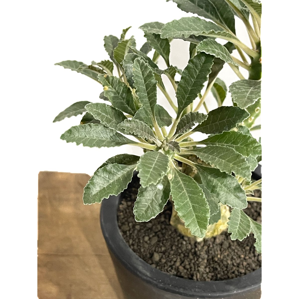 ドルステニア ラブラニー 多頭タイプ「Dorstenia lavrani」87E-1