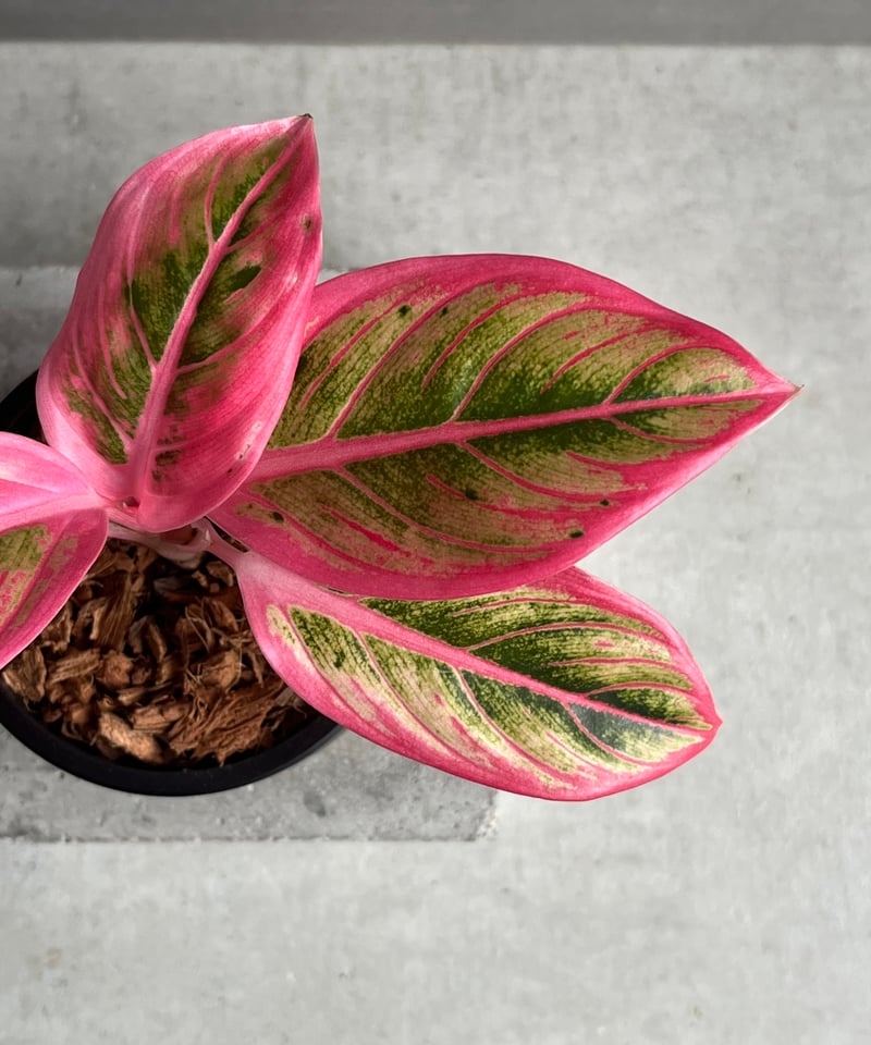 アグラオネマ ロータス デライト 「Aglaonema Lotus Delight」96N |