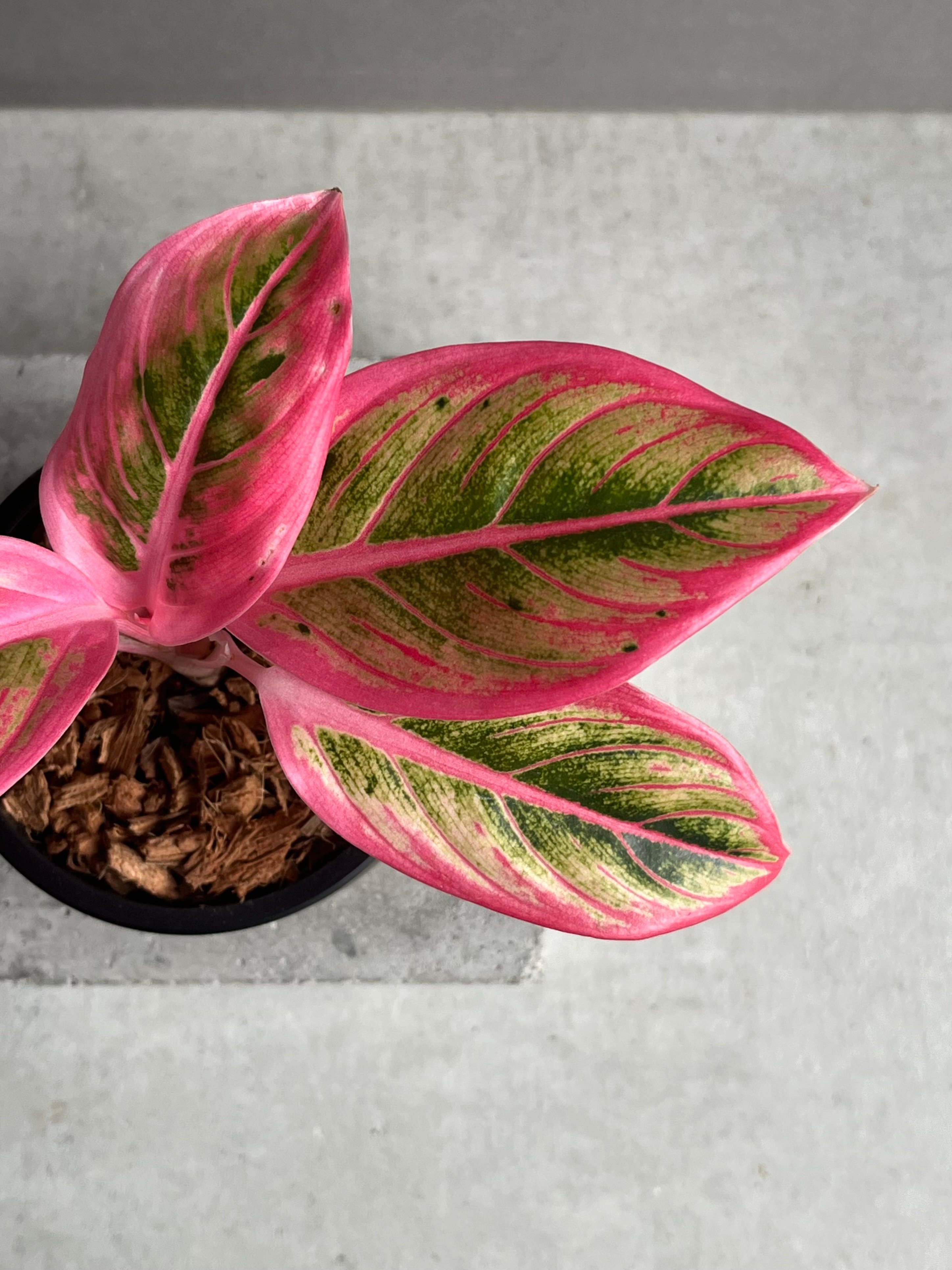 アグラオネマ ロータス デライト 「Aglaonema Lotus Delight」96N |