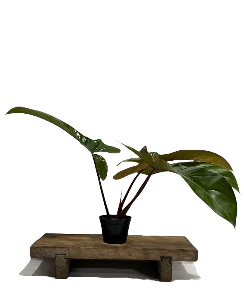 フィロデンドロン ロンギロバトム 'レラノ ミヤノ'」85I