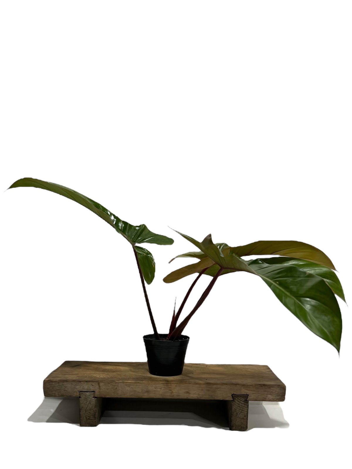 【希少さ植物】 フィロデンドロン レラノ ミヤノ fit=scale-down,w=1200