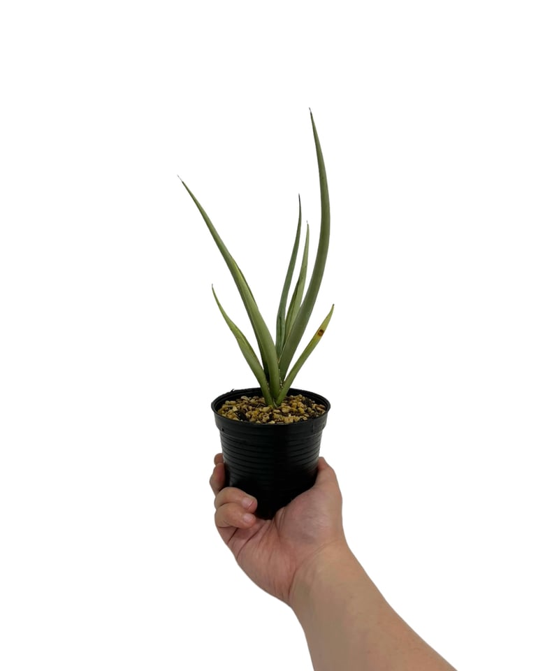 サンセベリア ダンシングドラゴン ジェネレーション 2 「Sansevieria