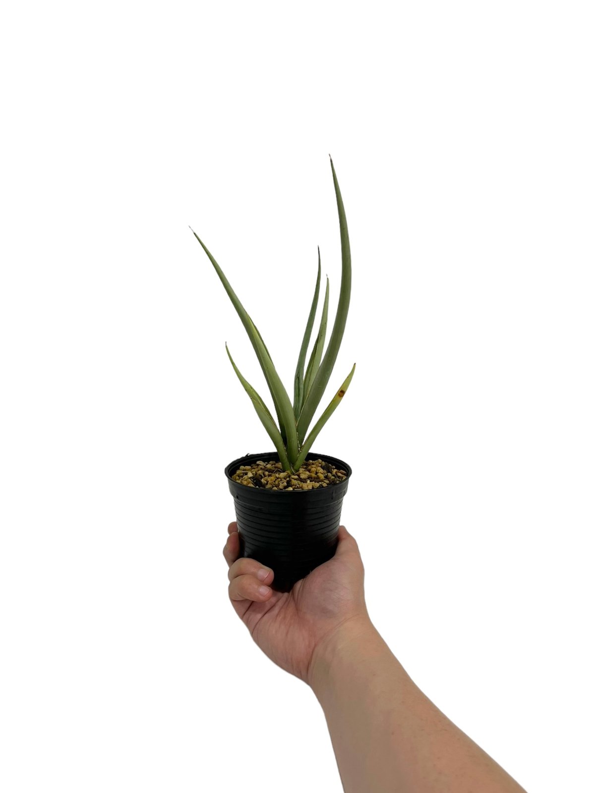 サンスベリア　No Name ダンシングドラゴン　最新　ハイブリッド サンセベリア ダンシングドラゴン ジェネレーション 2