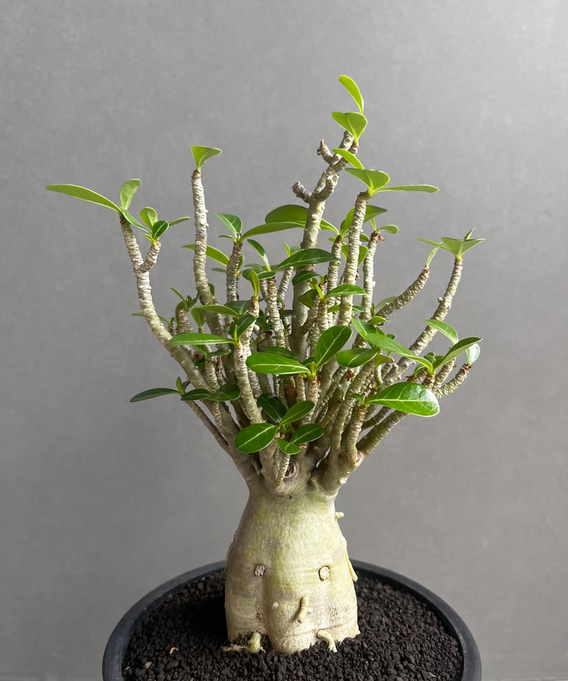 アデニウム オベスム スモールリーフ “選抜個体” 「Adenium アデニウム オベスム スモールリーフ “選抜個体” 「Adenium