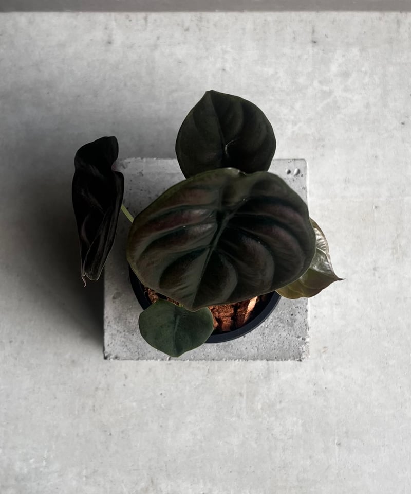 アカベプミラ アロカシア クプレア “レッドシークレット” 「Alocasia cuprea “Red Se