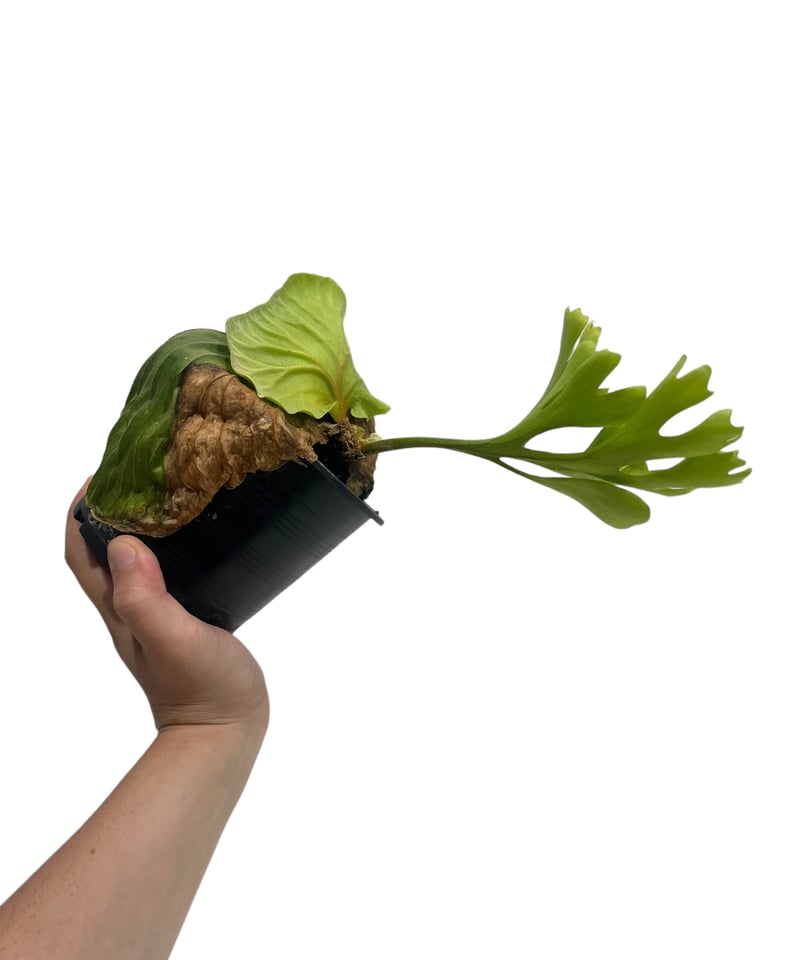 ビカクシダ リドレイ(by ヌクル) 「Platycerium ridleyi (by Nuk