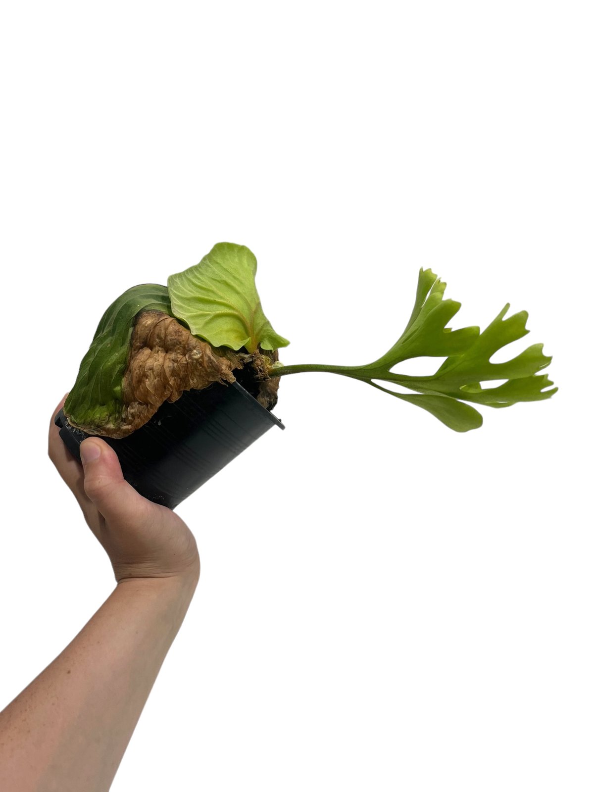 ビカクシダ リドレイ(by ヌクル) 「Platycerium ridleyi (by Nuk
