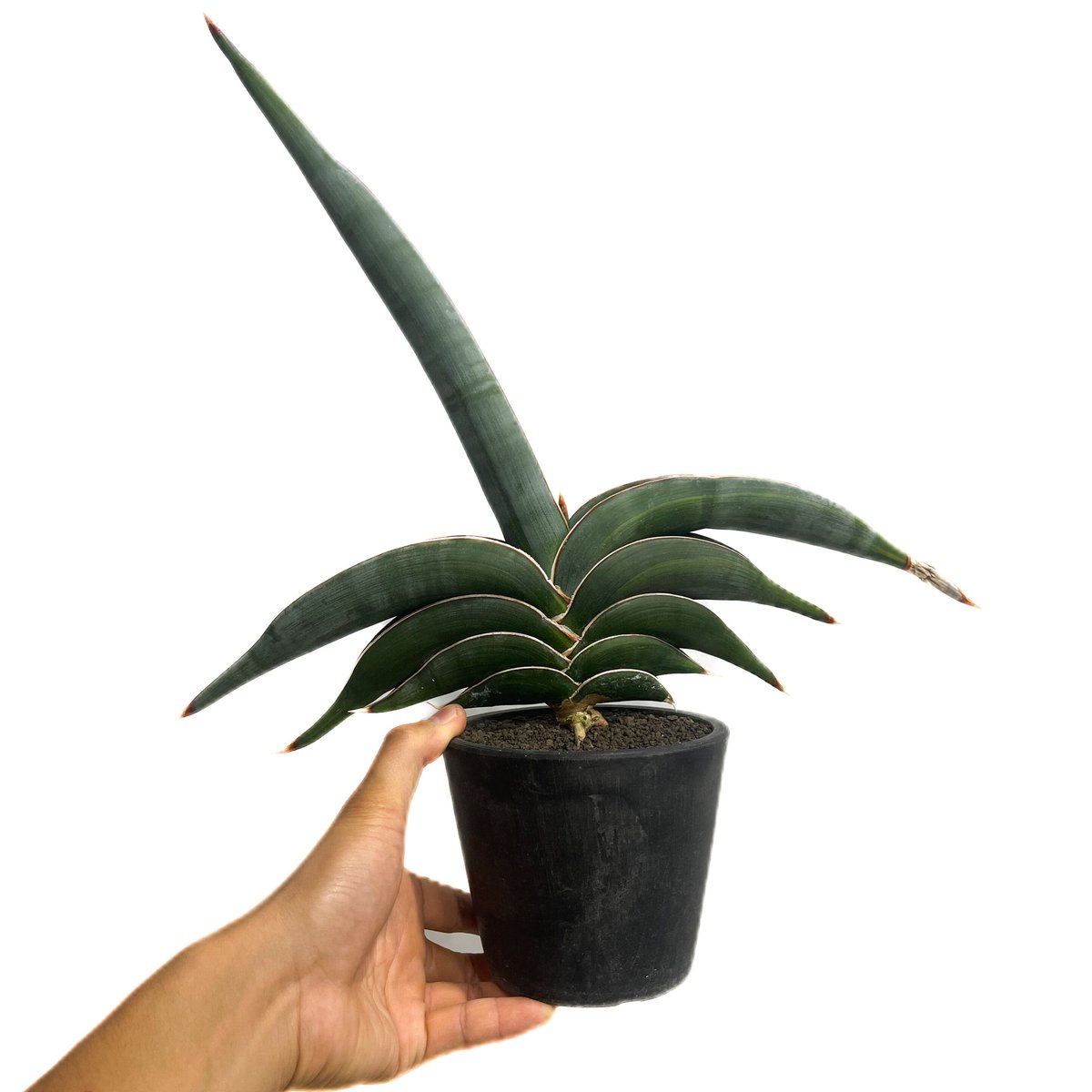 サンセベリア ロリダ 斑入り「Sansevieria rorida var.」93D-4 |