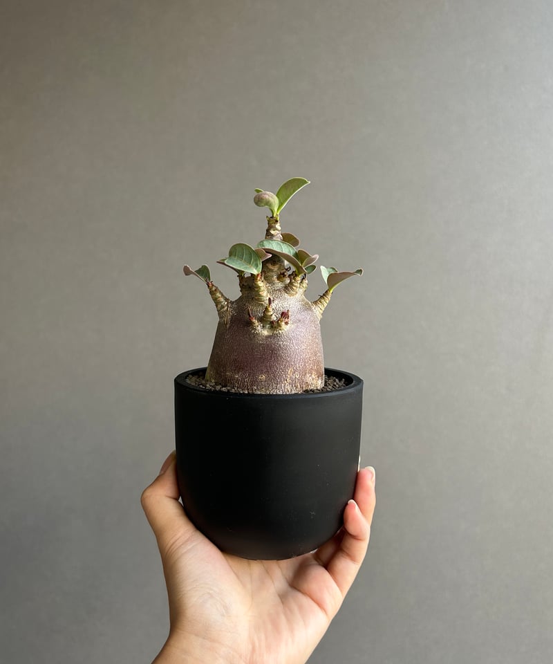 アデニウム アラビカム スーパー ドワーフ “ブラック” 「Adenium