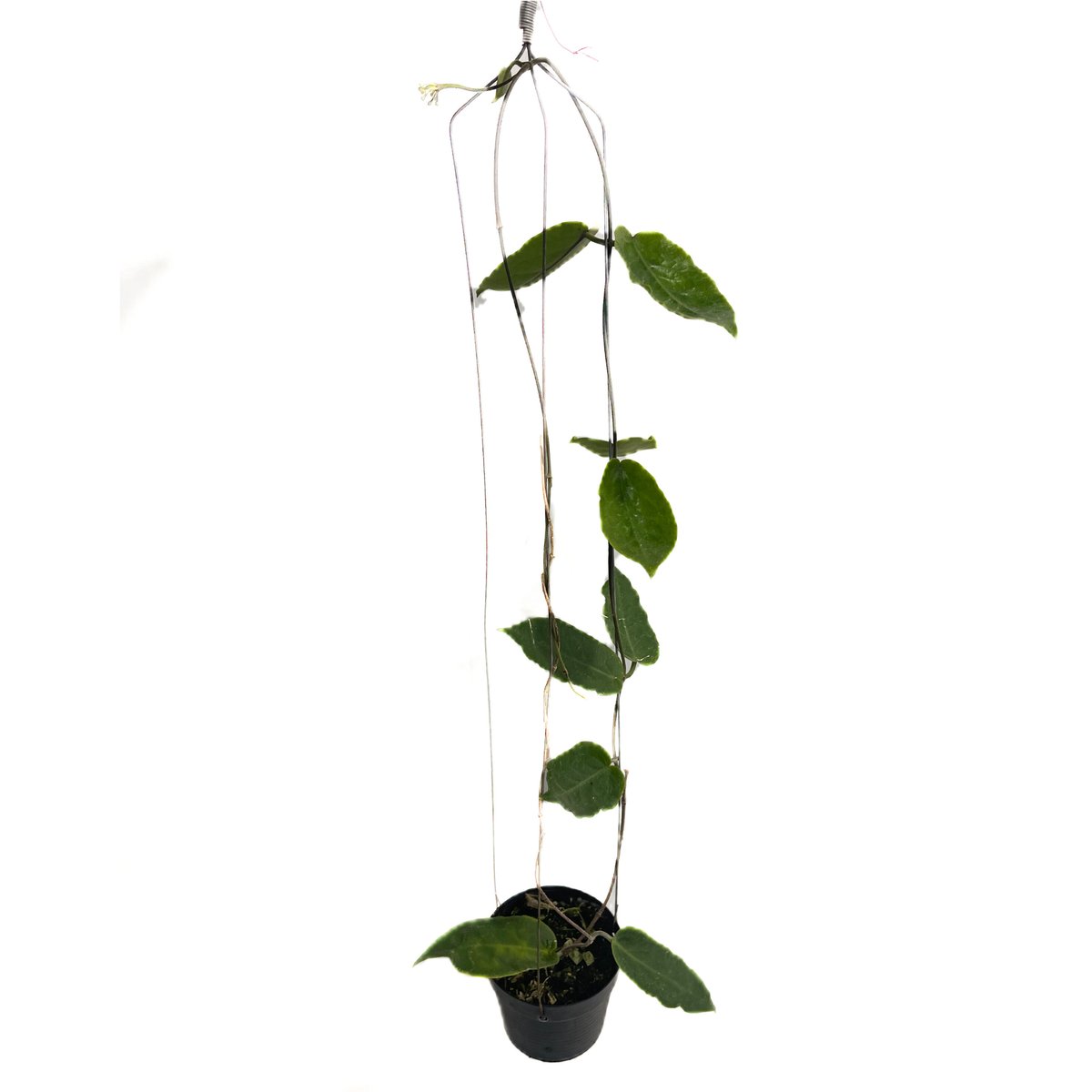 36 Hoya ホヤ inflata インフラータ ホヤ インフラータ 「Hoya inflata」23M | SHOUCHIKUEN