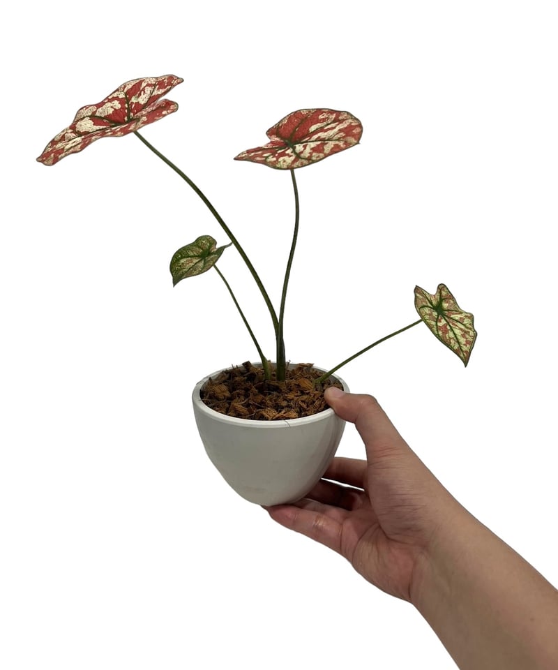 カラジューム ハイブリッド “選抜個体”「 Caladium Hybrid