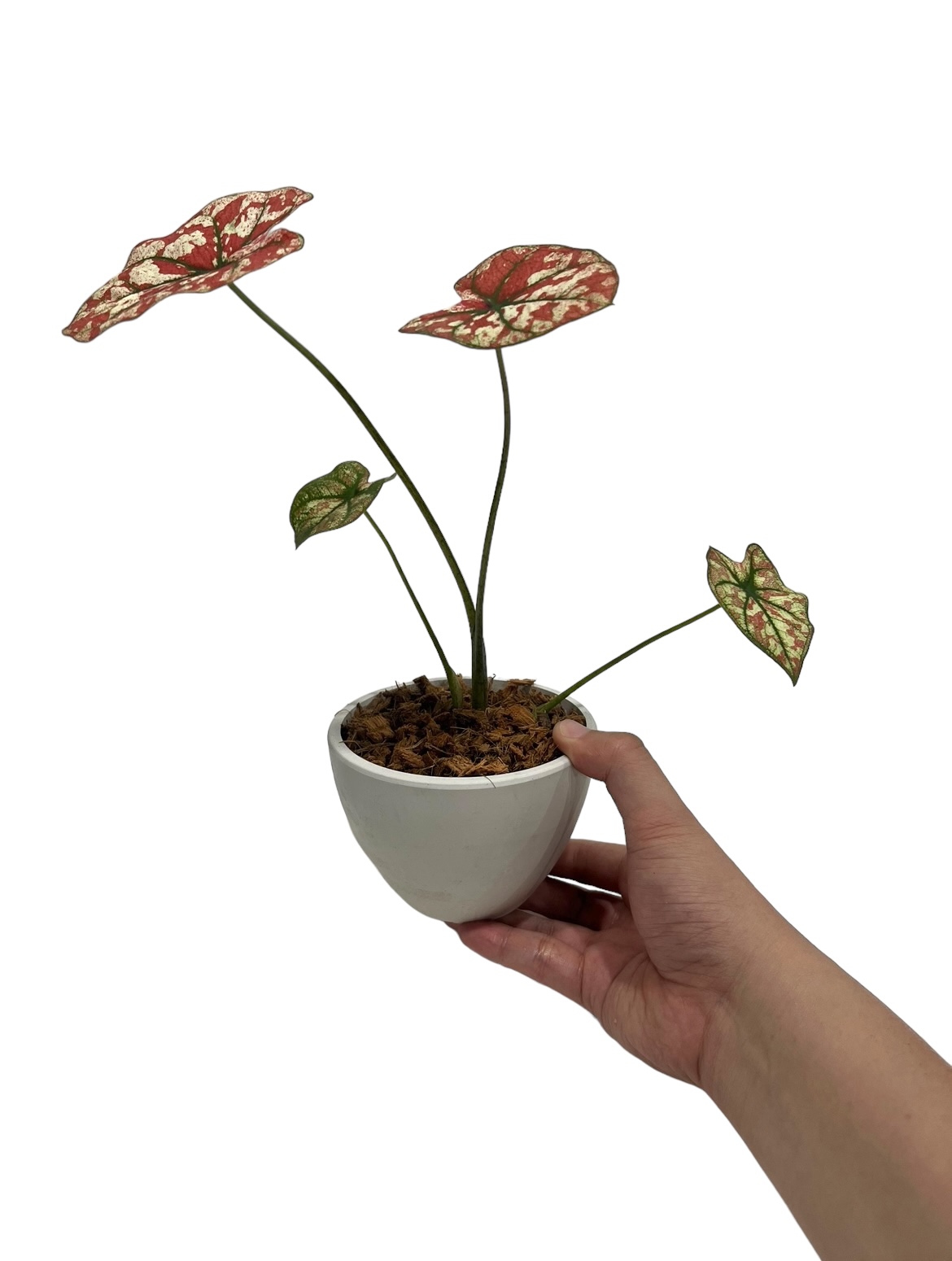 カラジウム　カラジューム　タイハイブリッド　ヒラヒラ系 カラジウム カラジューム タイハイブリッド ヒラヒラ系