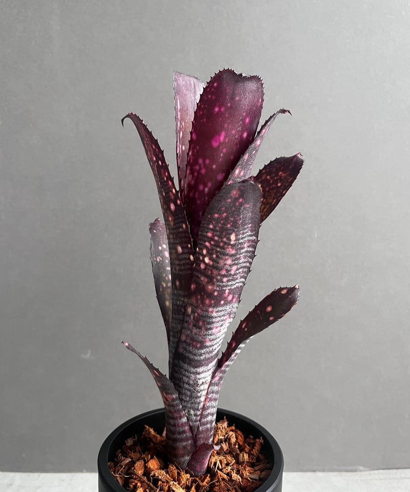 ブロメリア・エアープランツ Billbergia Obi-Wan Billbergia Obi-Wan