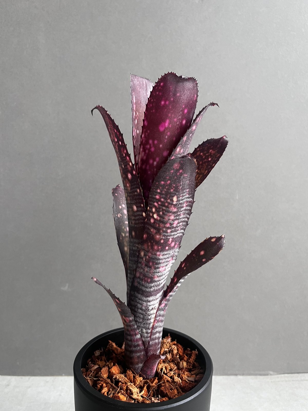 BILLBERGIA ‘Obi-Wan’ ビルベルギア オビワン ビルベルギア オビ-ワン「Billbergia Obi - Wan」59G-4 | SHOUC