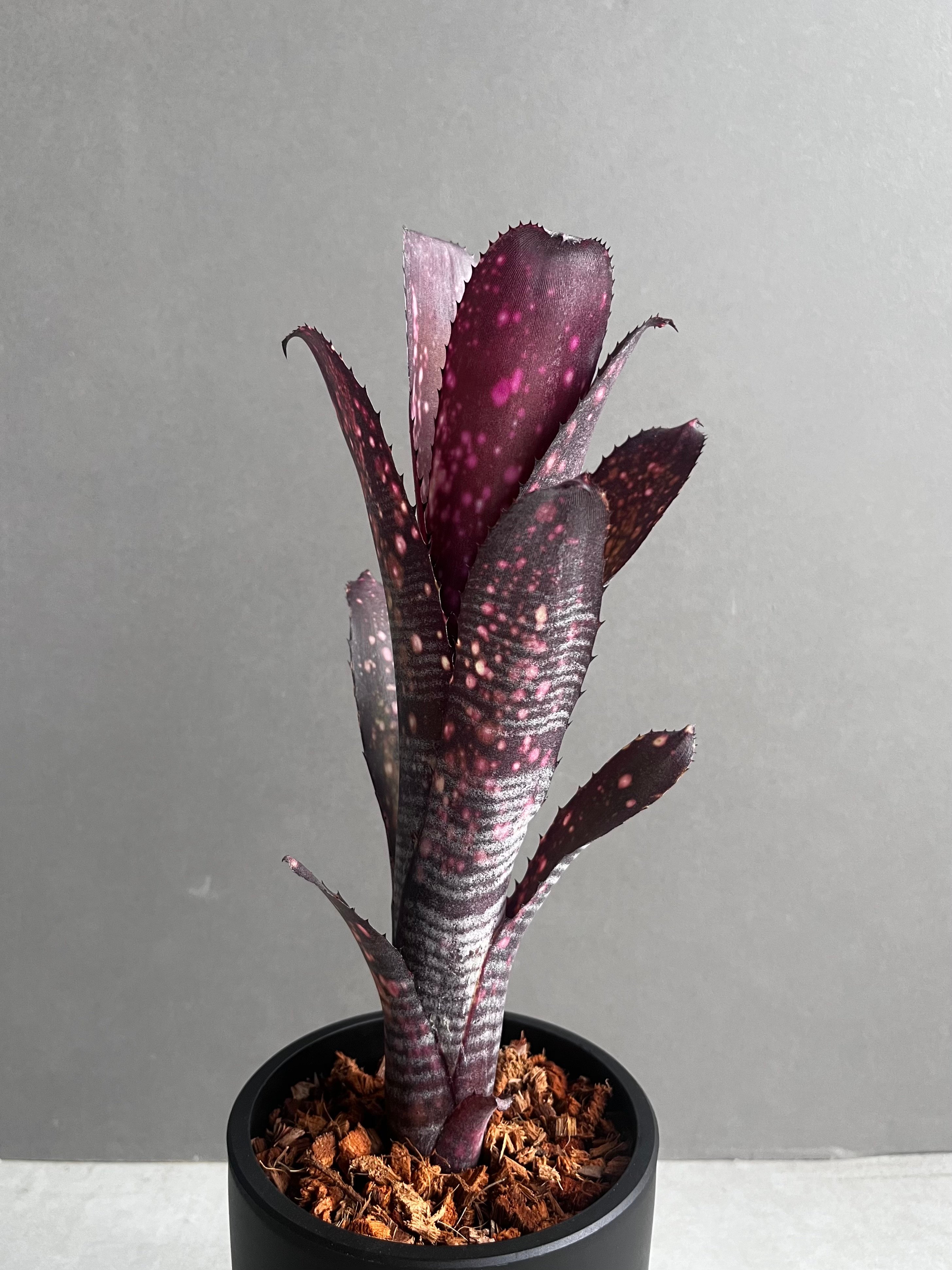 Billbergia 'Obi Wan' ビルベルギア オビワン ビルベルギア オビ-ワン 「Billbergia Obi - Wan」97C | SHOUCH