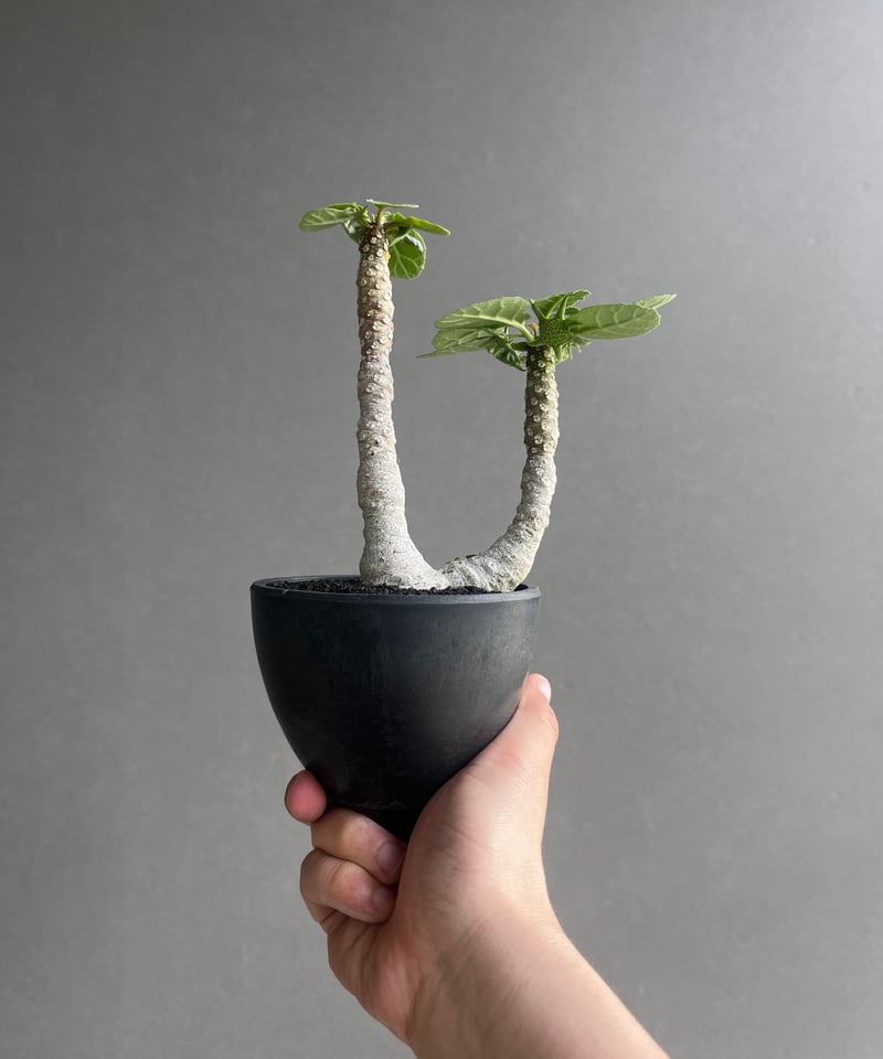 ドルステニア フォエチダ “多頭タイプ” 「Dorstenia foetida」12D | S