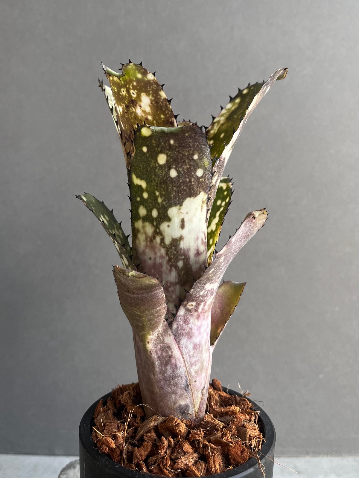 ブロメリア・エアープランツ Billbergia Cold Fusion 楽天市場】(現品) ビルベルギア 'コールドフュージョン' (No