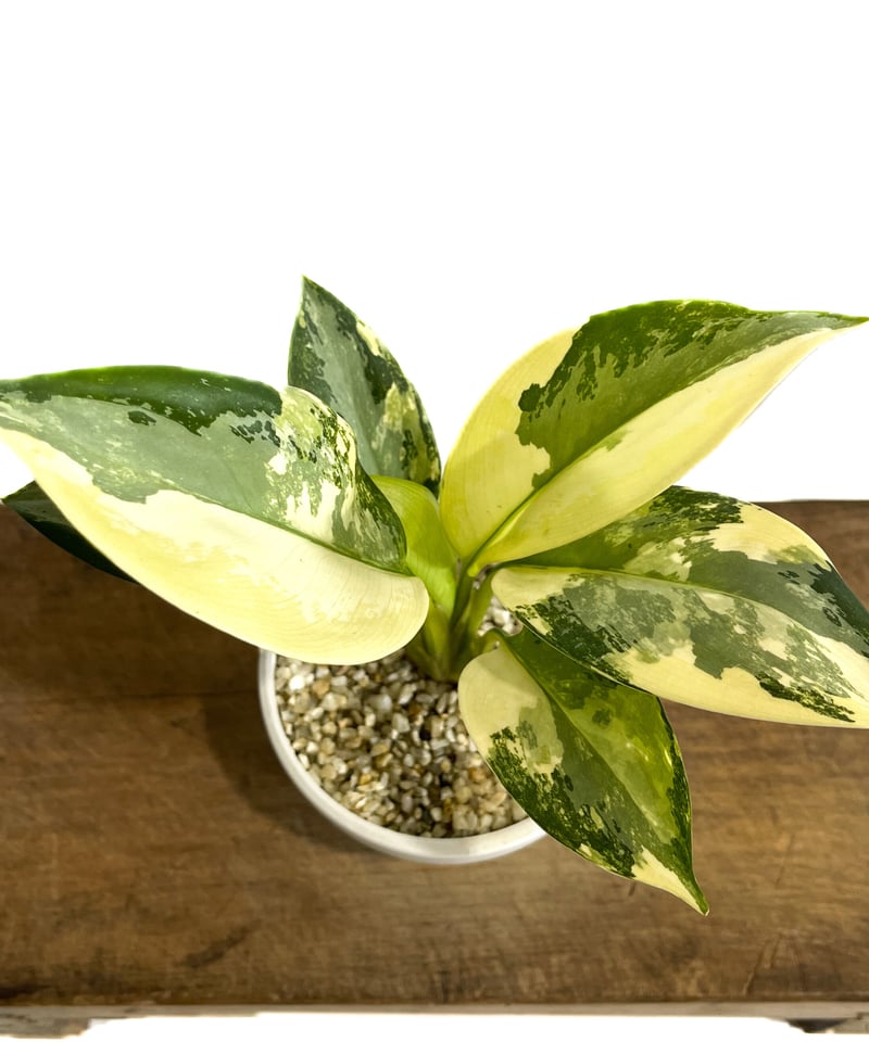 アグラオネマ スワンナプーム「Aglaonema Suvarnabhumi」9/2-47C