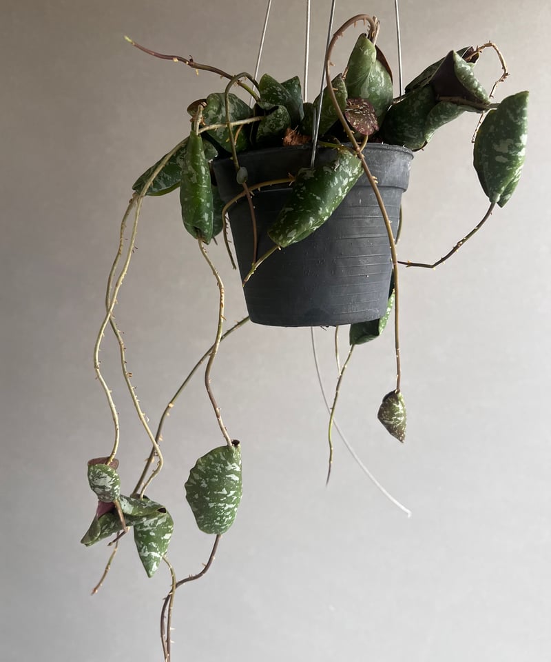 ホヤインブリカータ 「Hoya imbricata」59V | SHOUCHIKUEN