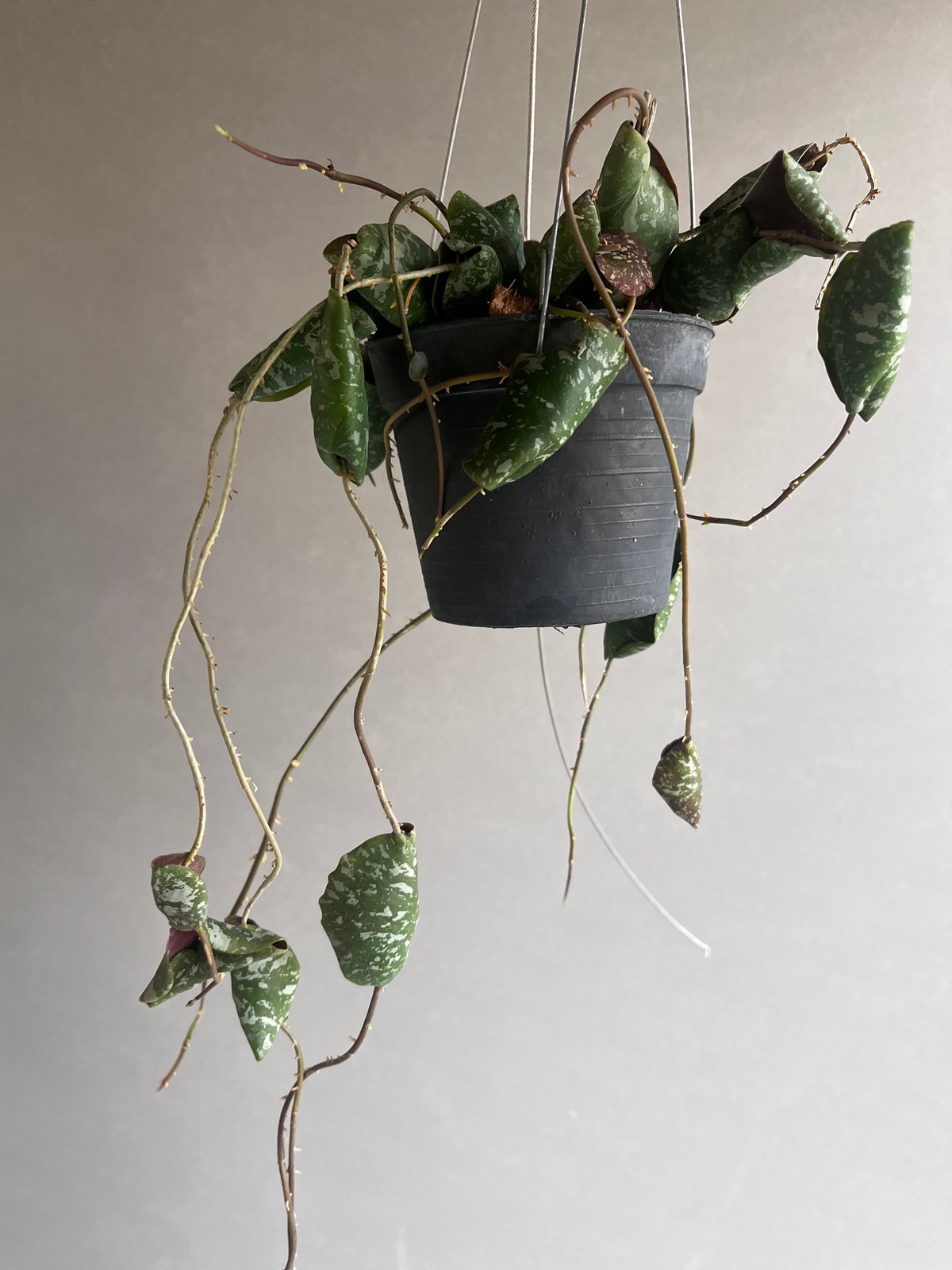 catcatさん専用 ＊ Hoya ＊ ホヤ ＊ inflata ホヤ インフラータ / Hoya inflata catcatさん専用 ＊ Hoya ＊ ホヤ