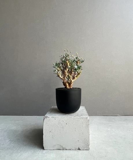 専用　フローレンス錦　抜き苗 専用 フローレンス錦 抜き苗 専用 フローレンス錦 抜き苗 専用