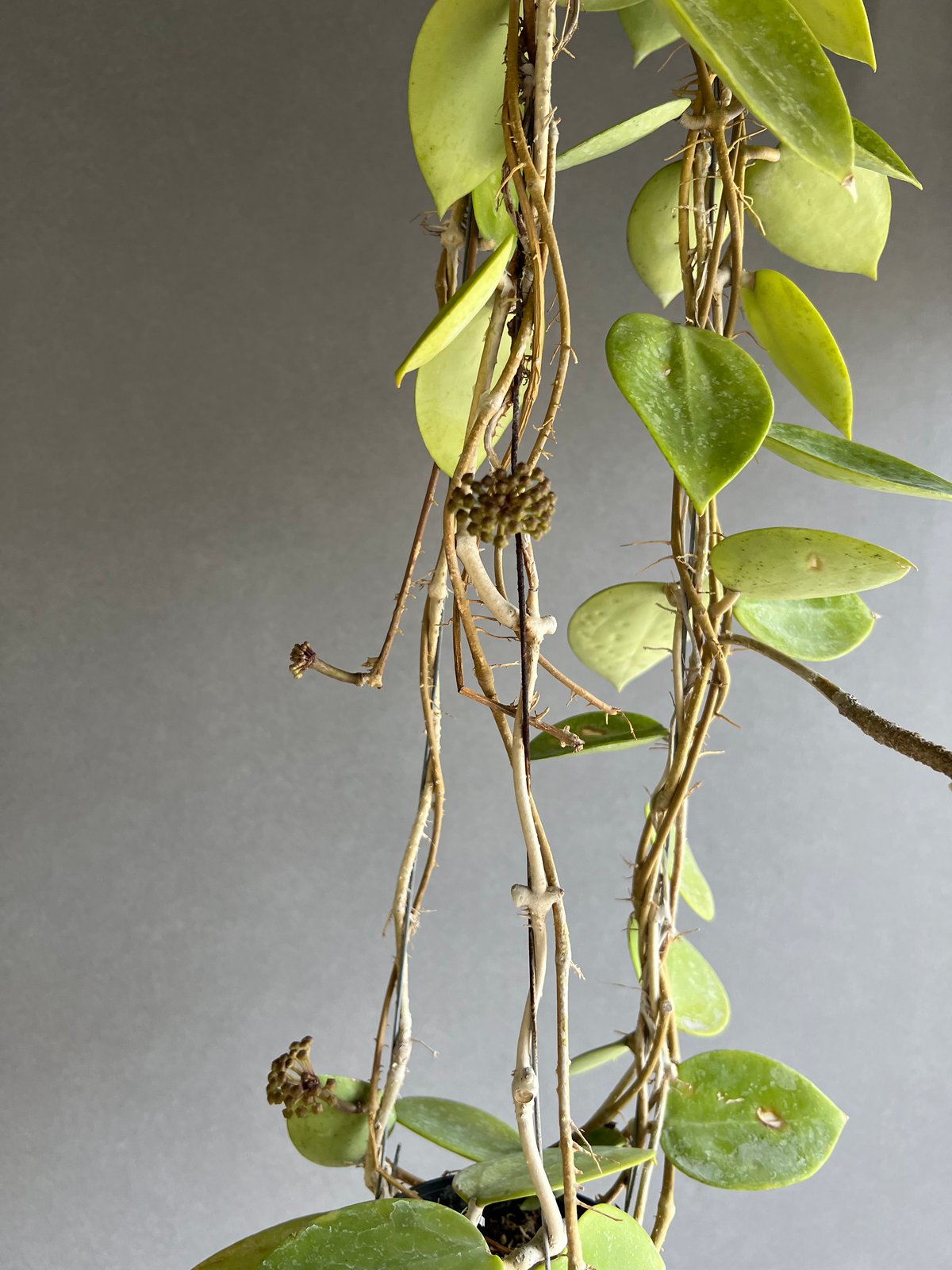 39 アンスリウム ポルティアエ×SP ナポ 激激レア フリフリ