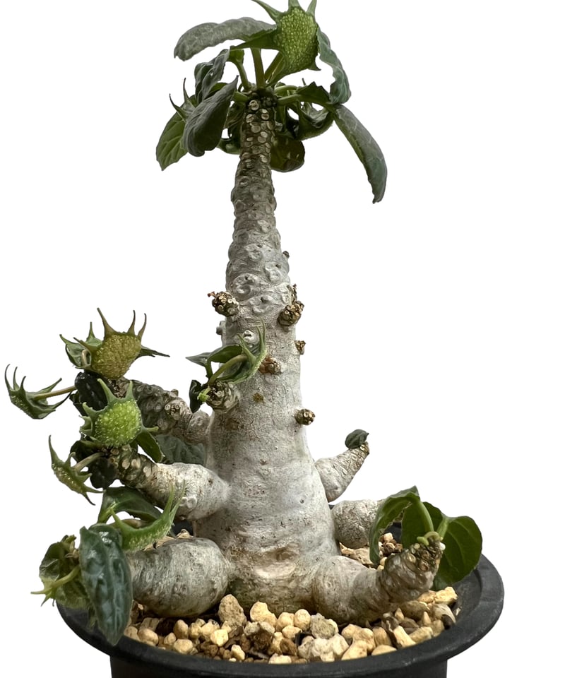 ドルステニア フォエチダ “多頭タイプ”「 Dorstenia foetida ドルステニア フォエチダ “多頭タイプ”「 Dorstenia foetida