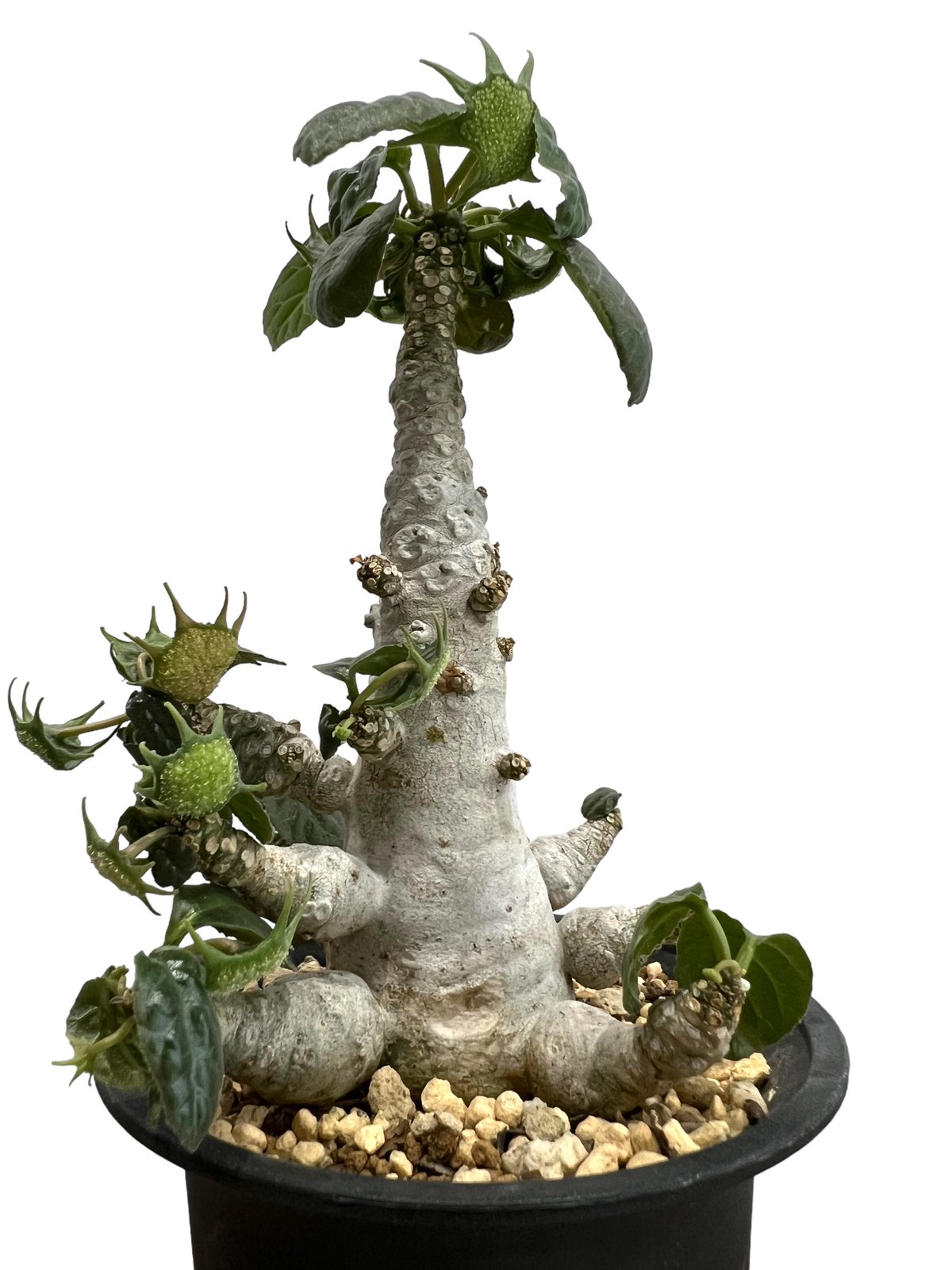 ドルステニア フォエチダ “多頭タイプ”「 Dorstenia foetida」20I | S