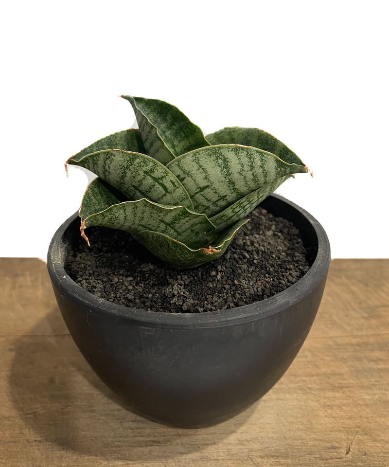 サンセベリア アンヤマニー ハイブリッド「Sansevieria