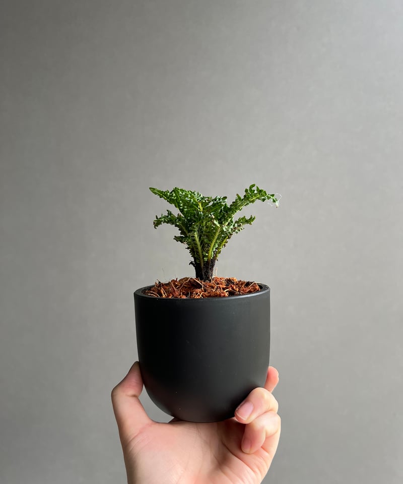 GP ブレクナムギッバム ドワーフ① GP ブレクナムギッバム ドワーフ①