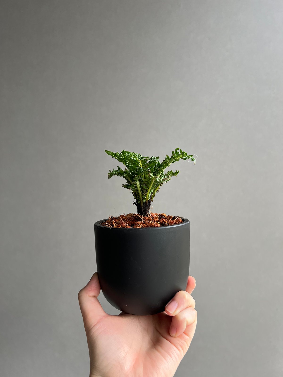 ブレクナム ギッバム ドワーフ 「Blechnum gibbum Dwarf 」99B | S