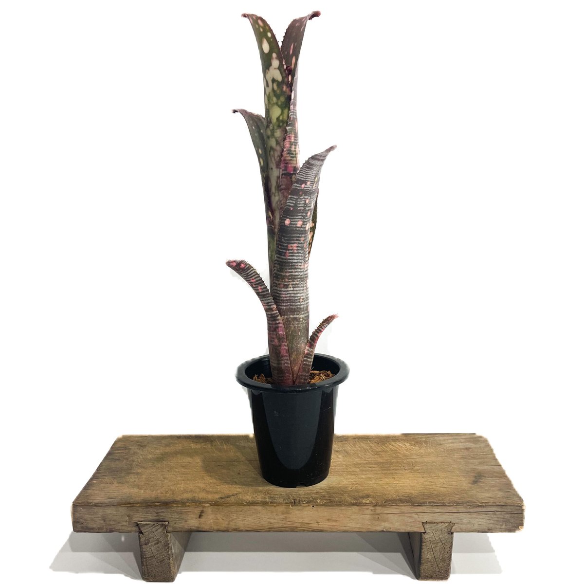 ビルベルギア コーランアトミックBillbergia Kolan Atomic(現品 ビルベルギア コーランアトミックBillbergia Kolan Atomic(現品