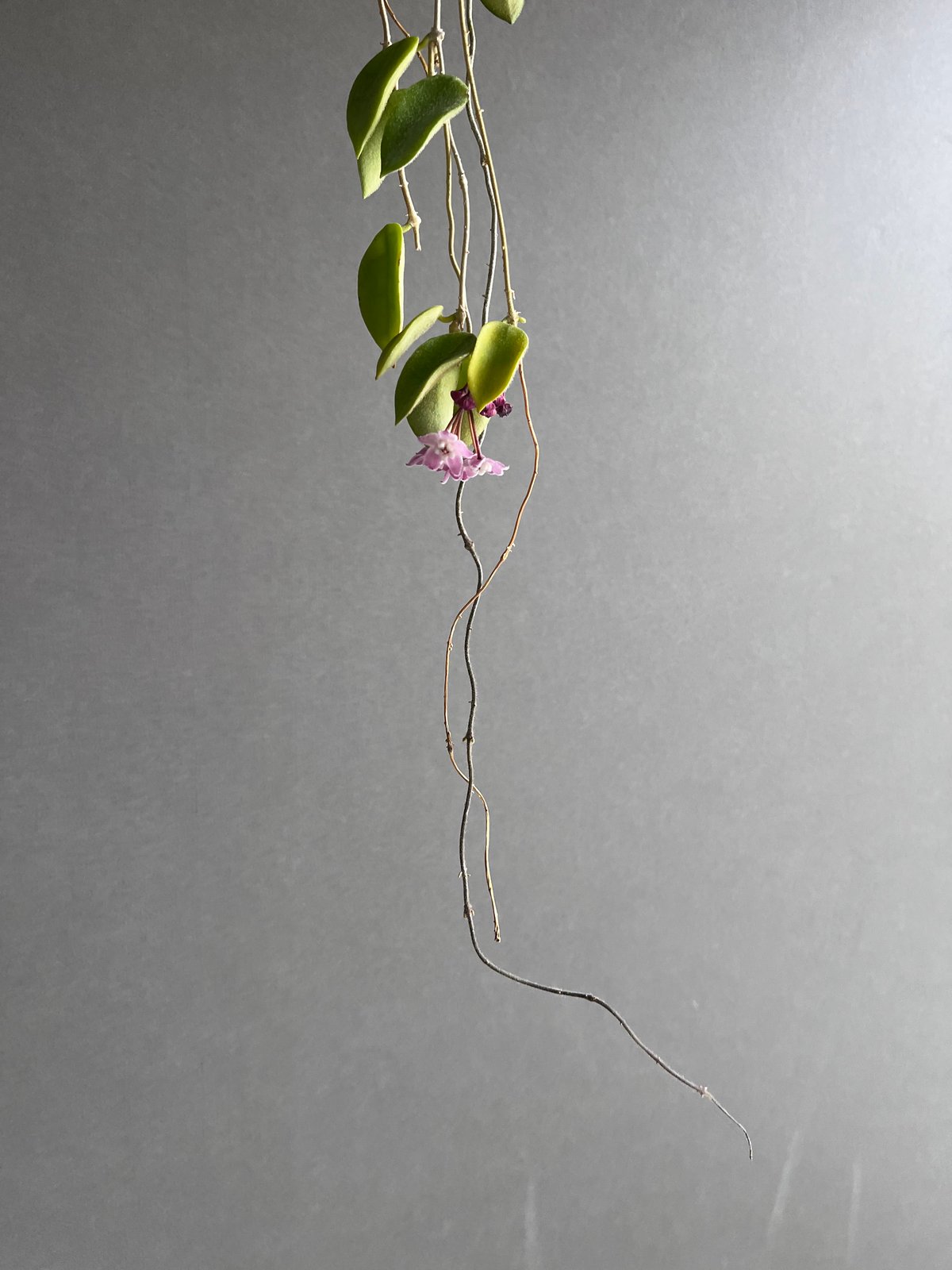 ホヤ トムソニー ピンク 「Hoya thomsonii pink」40W | SHOUCH