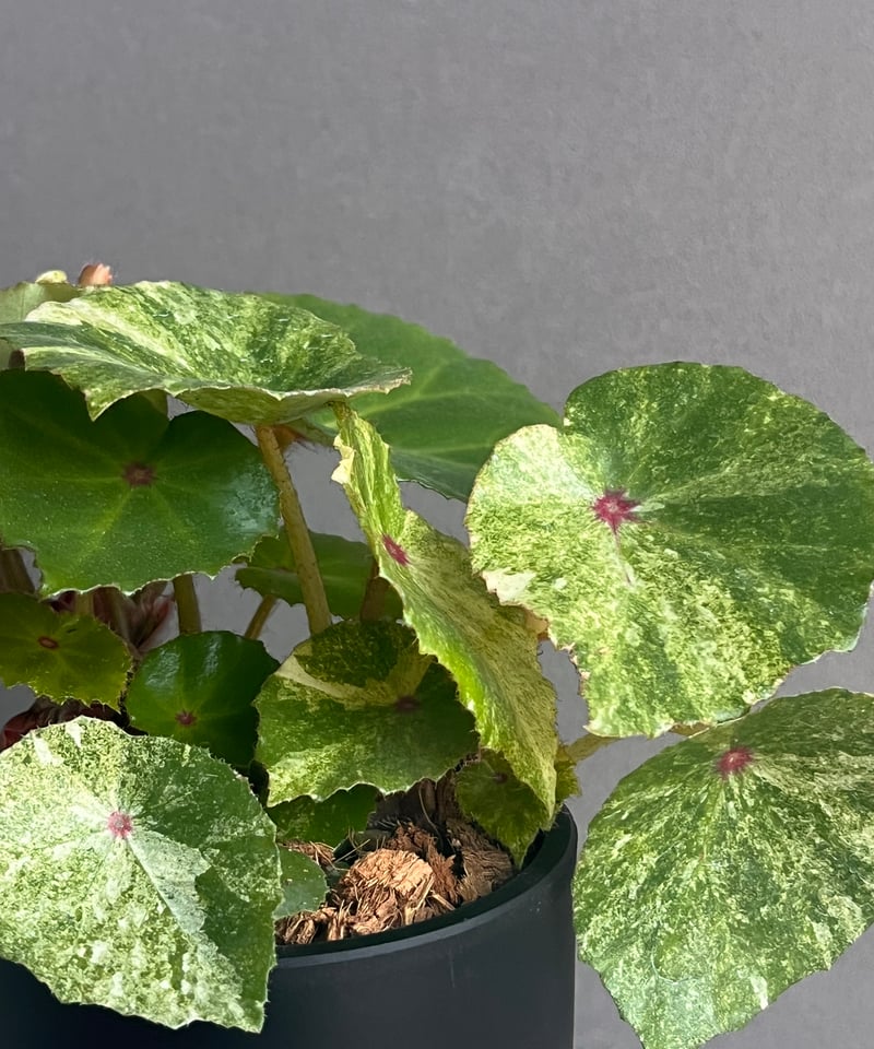ベゴニアルージュ 斑入 「Begonia “Rouge”. Variegated」33N |