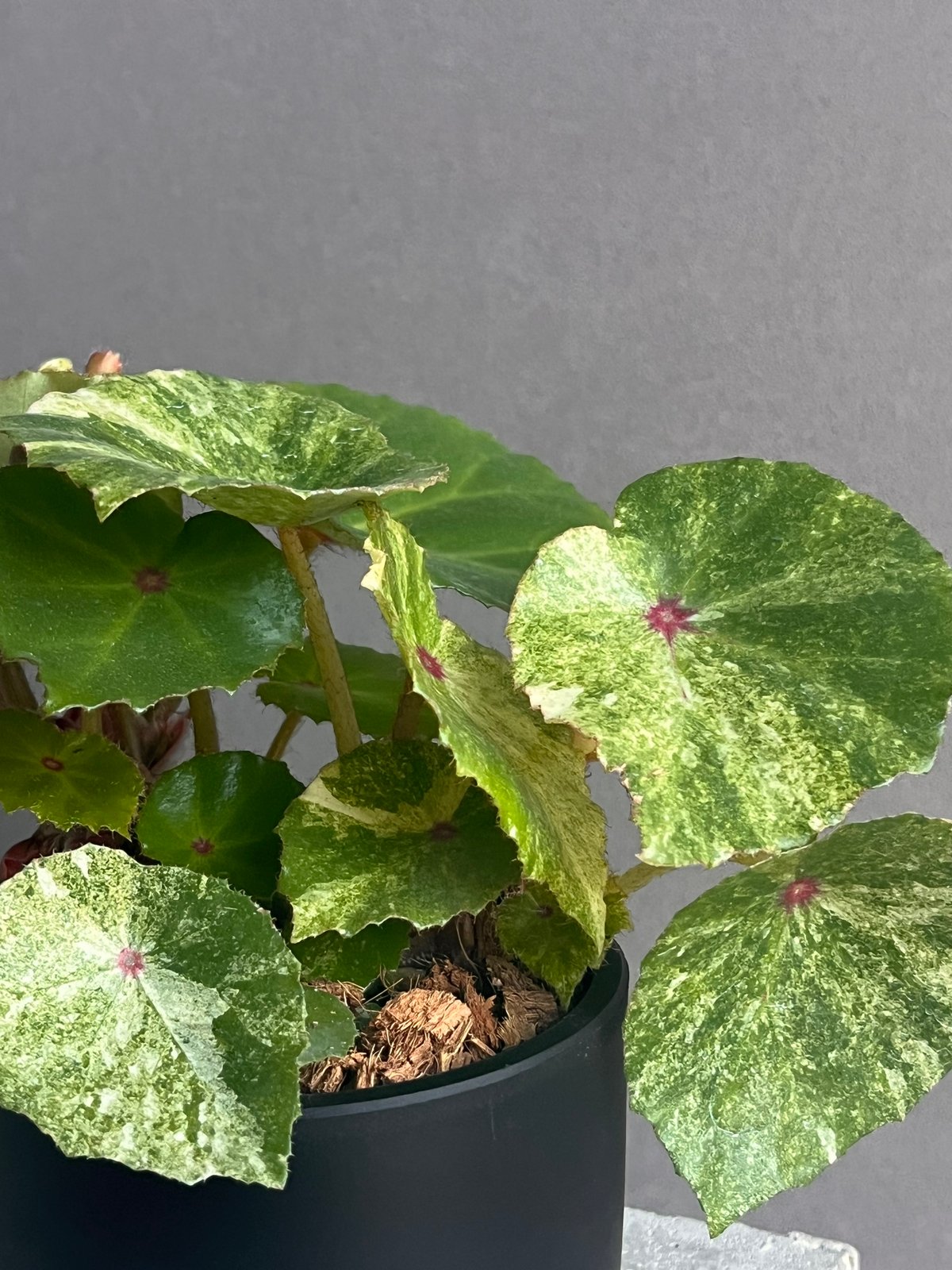 ベゴニアルージュ 斑入 「Begonia “Rouge”. Variegated」33N |